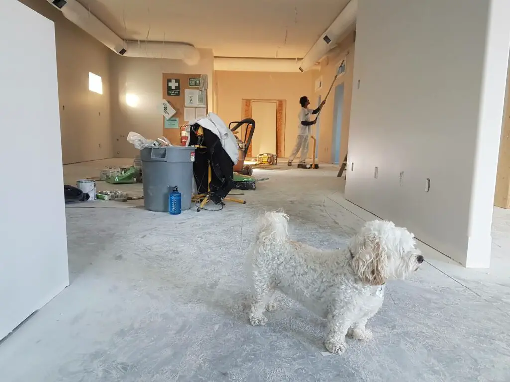 Handyman painting a wall